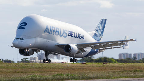 Beluga Latin America