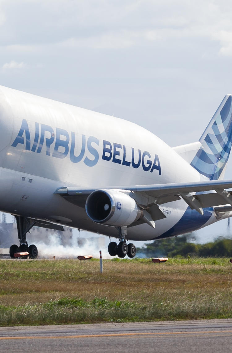 Beluga Latin America